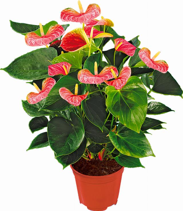 Anthurium andreanum
