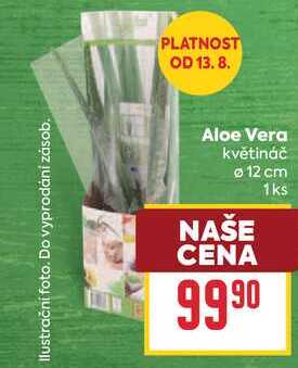 Aloe Vera květináč 12 cm