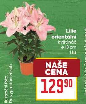 Lilie orientální květináč Ø 13 cm 1ks
