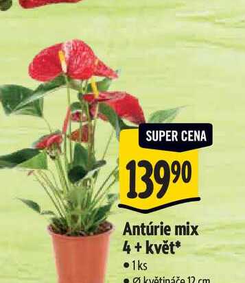 Antúrie mix 4+ květ pr. květináče 12 cm