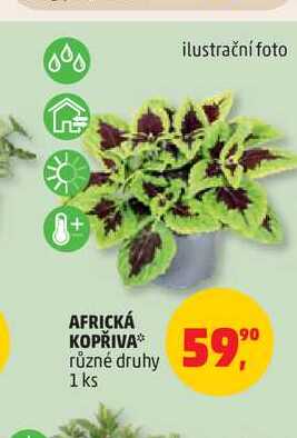 AFRICKÁ KOPŘIVA* různé druhy 1 ks