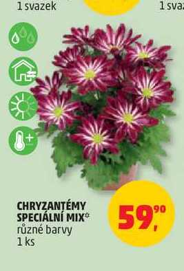 CHRYZANTÉMY SPECIÁLNÍ MIX* různé barvy 1 ks