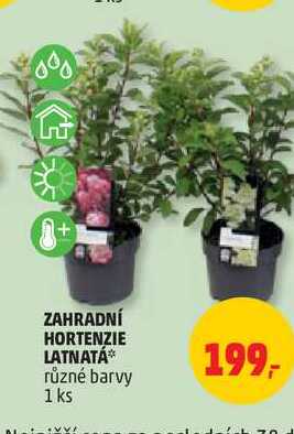 Zahradní Hortenzie latnatá 1 ks