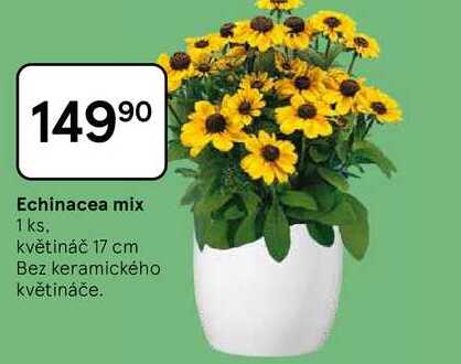 Echinacea mix, 1 ks, květináč 17 cm, Bez keramického květináče
