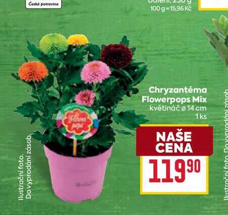 Chryzantéma Flowerpops Mix květináč o 14 cm