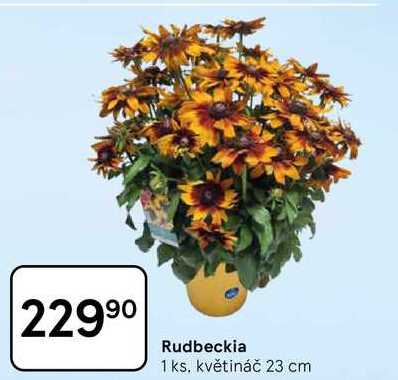 Rudbeckia, 1 ks. květináč 23 cm