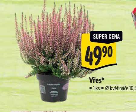   Vřes, pr. květináče 10,5 