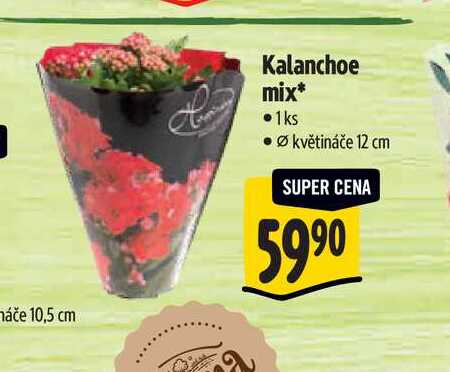   Kalanchoe mix, pr. květináče 12 cm 