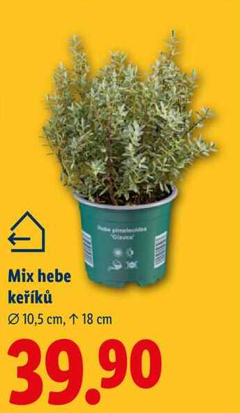 Mix hebe keříků 