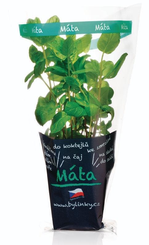 Máta v květináči, 1 KS