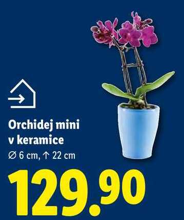 Orchidej mini v keramice, Ø 6 cm