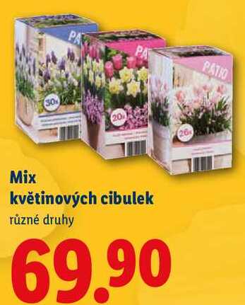Mix květinových cibulek