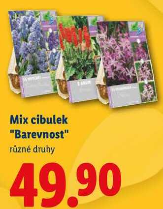 Mix cibulek "Barevnost", různé druhy