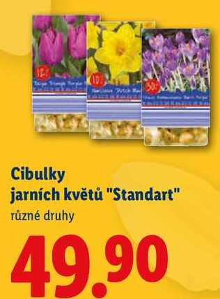 Cibulky jarních květů "Standart", různé druhy
