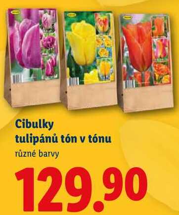Cibulky tulipánů tón v tónu, různé barvy