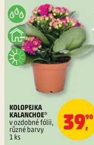 KOLOPEJKA KALANCHOE v ozdobné fólii, různé barvy, 1 ks