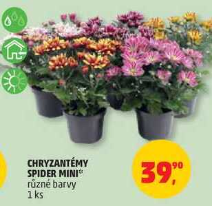 CHRYZANTÉMY SPIDER MINI, 1 ks