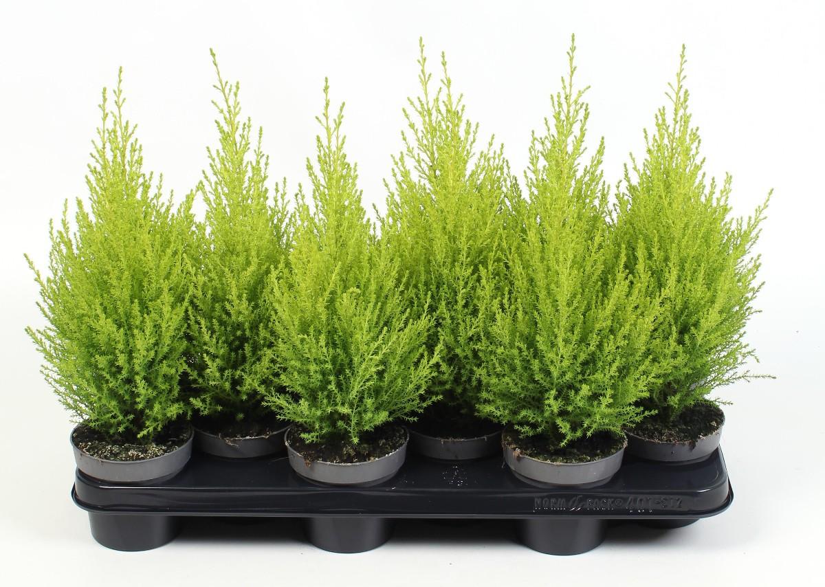 Cupressus Gold Crest, 1 KS