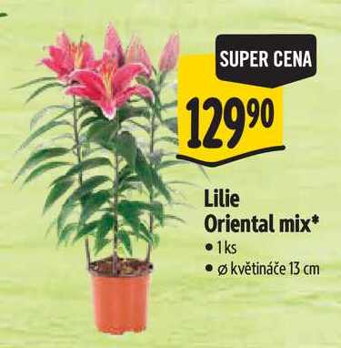 Lilie Oriental mix