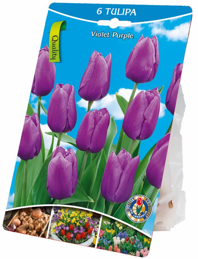 Tulipány fialové 6ks