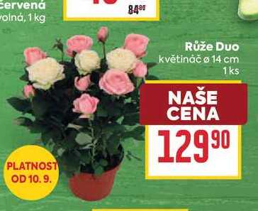 Růže Duo květináč o 14 cm