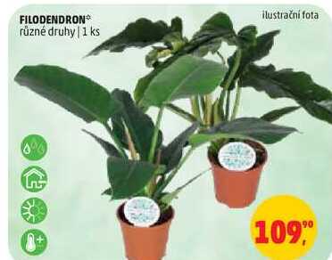 FILODENDRON různé druhy, 1 ks