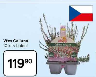 Vřes Calluna, 10 ks v balení