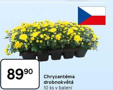 Chryzantéma drobnokvětá, 10 ks