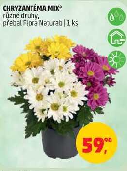 CHRYZANTÉMA MIX různé druhy, přebal Flora Naturab, 1 ks 
