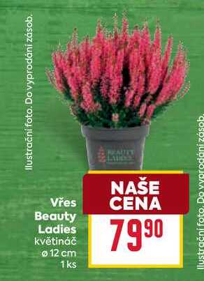 Vřes Beauty Ladies květináč 12 cm 1ks