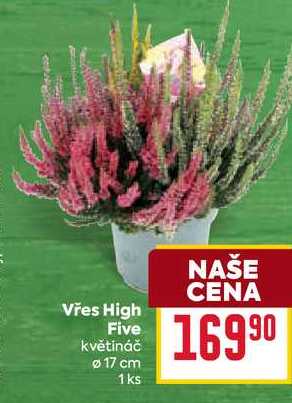 Vřes High Five květináč Ø 17 cm 1ks