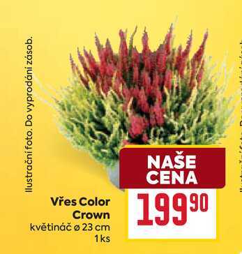 Vřes Color Crown květináč 23 cm 1ks 