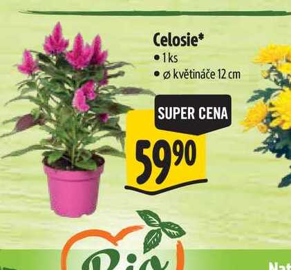 Celosie, pr.  květináče 12 cm 