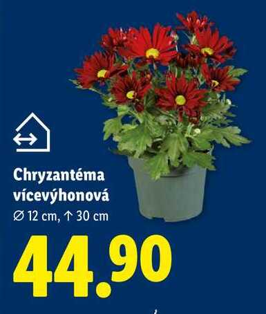 Chryzantéma vícevýhonová