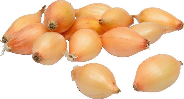 Cibule AUGUSTA