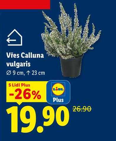 Vřes Calluna vulgaris
