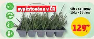 VŘES CALLUNA, 10ks/1 balení