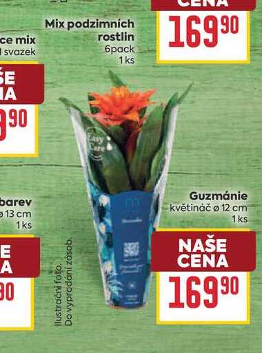 Guzmánie květináč o 12 cm 1ks