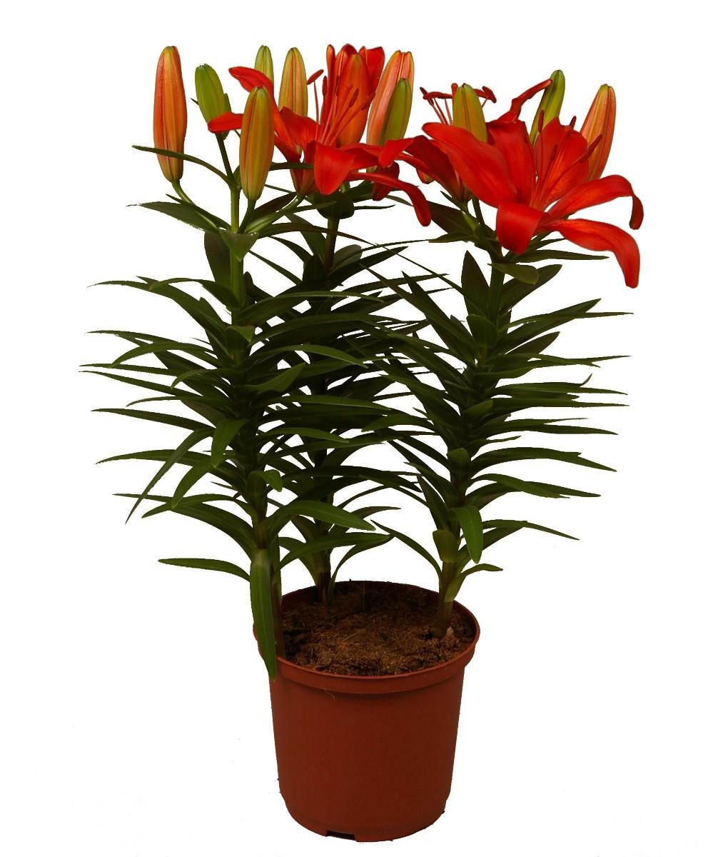 Lilium oriental