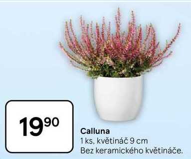 Calluna, 1 ks, květináč 9 cm