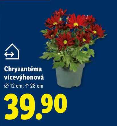 Chryzantéma vícevýhonová
