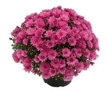 LISTOPADKA ZAHRADNÍ (CHRYSANTHEMUM MULTIFLORA)