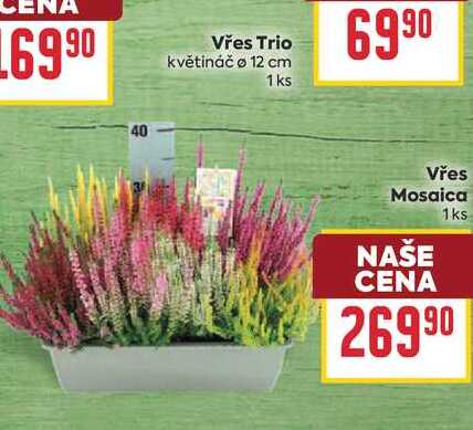 Vřes Mosaica 1ks