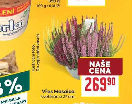 Vřes Mosaica květináč 27 cm