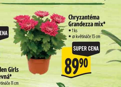 Chryzantéma Grandezza mix, pr. květináče 13 cm