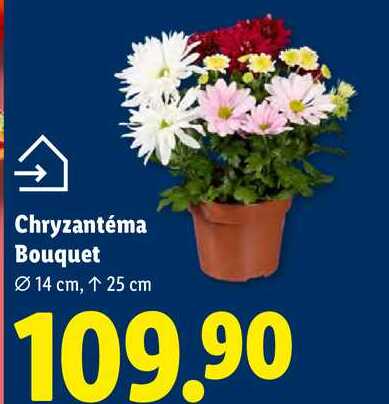 Chryzantéma Bouquet