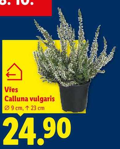 Vřes Calluna vulgaris