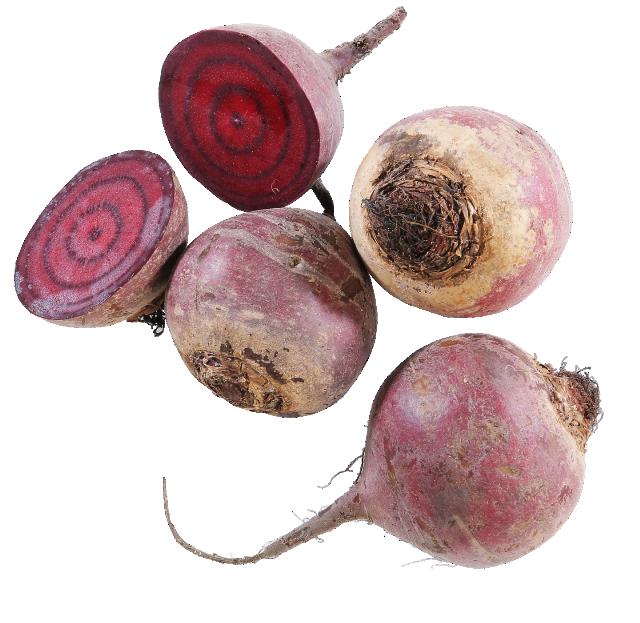 Řepa červená