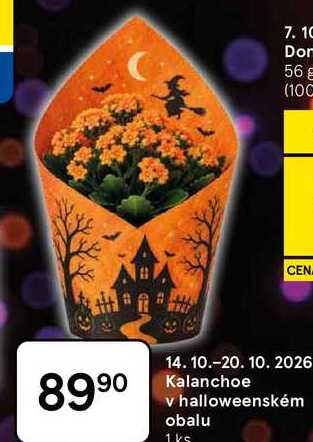 Kalanchoe v halloweenském obalu, 1ks