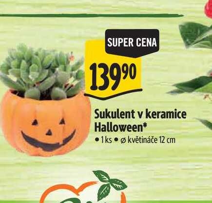 Sukulent v keramice Halloween, pr. květináče 12 cm